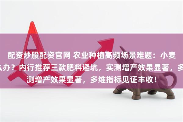 配资炒股配资官网 农业种植高频场景难题：小麦大蒜生长遇阻怎么办？内行推荐三款肥料避坑，实测增产效果显著，多维指标见证丰收！
